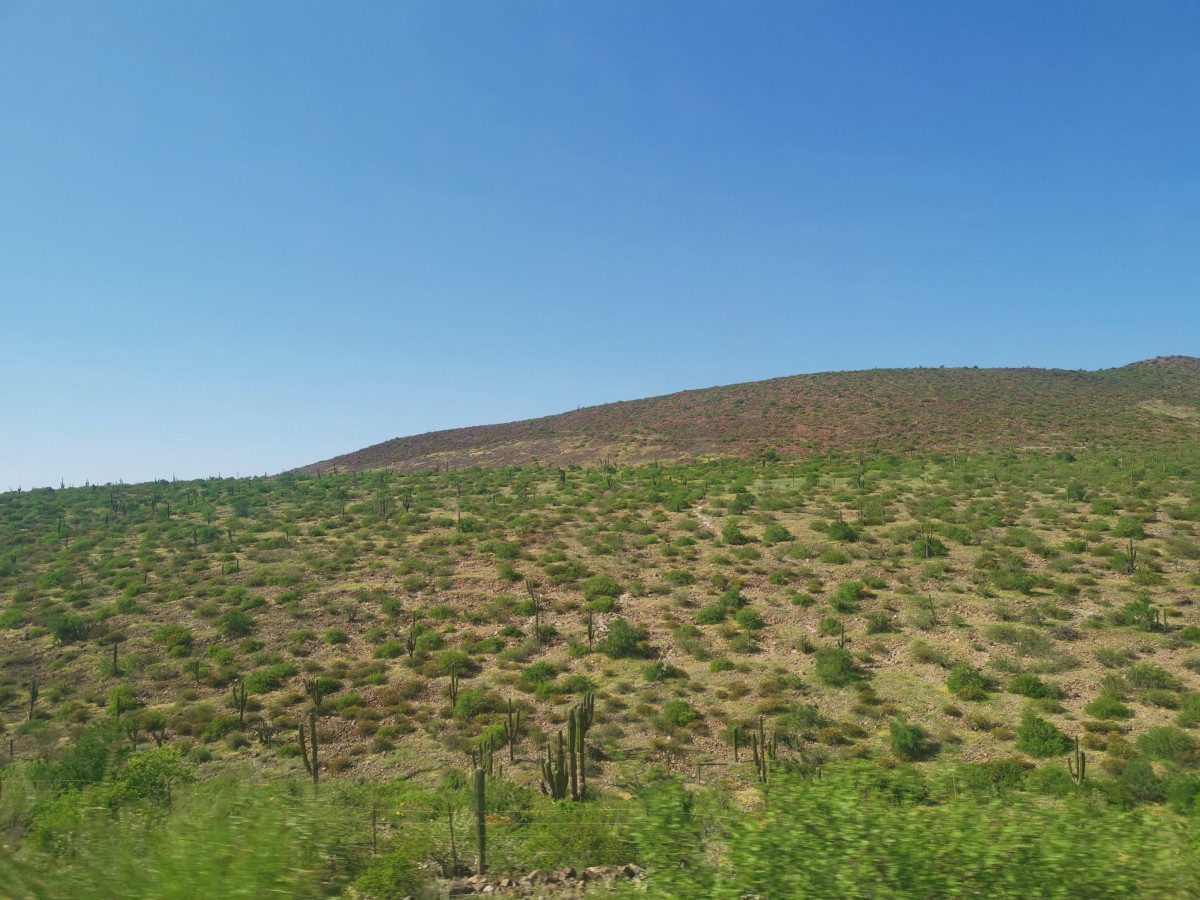 Forest of cacti on the way to Playa Balandra