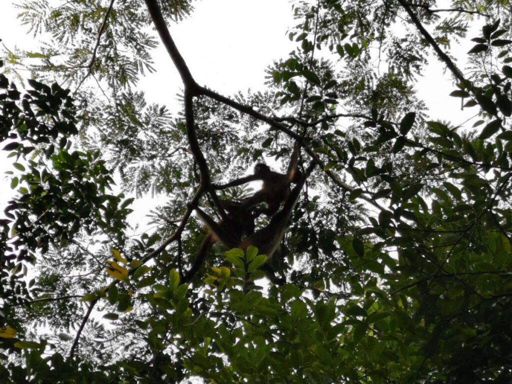 Monkeys in trees at Coba 