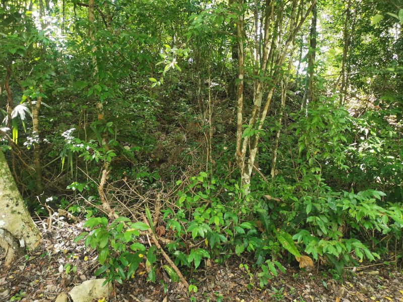 Unxcavated ruins covered by plants