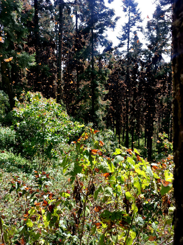 Thousands of butterflies flying in the air and sitting on trees