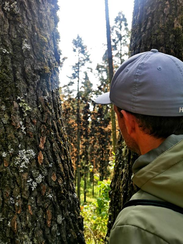 A man looking through trees glazing at butterflies at El Rosario Butterfly Sanctuary