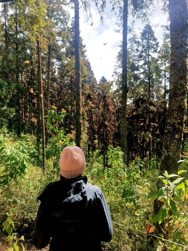 A woman looking up the trees with thousand of butterflies flying around