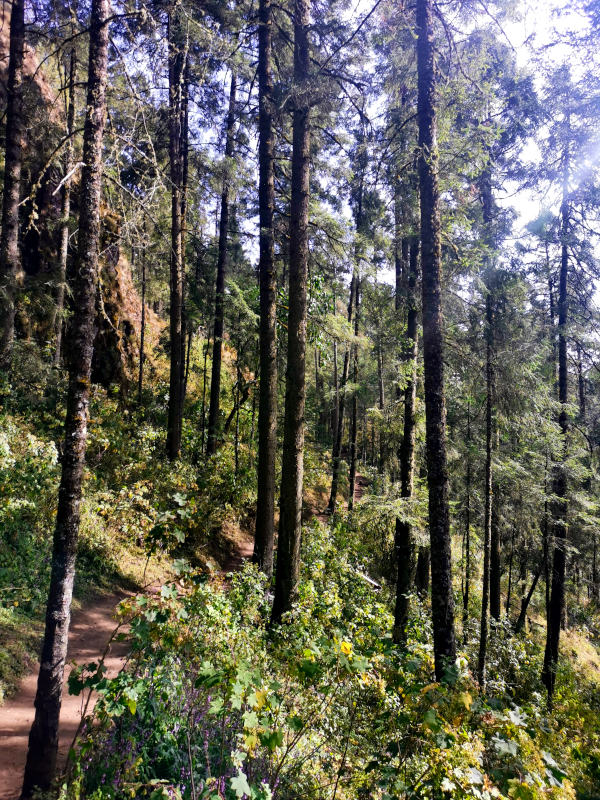 A path winding through high trees and yellow flowers