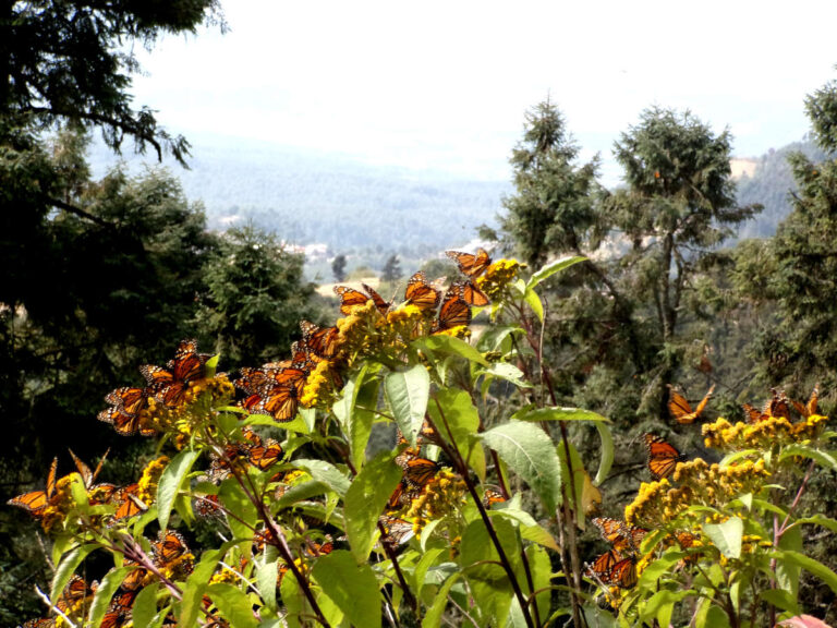Butterflies at the Sierra Chincua butterfly sanctuary