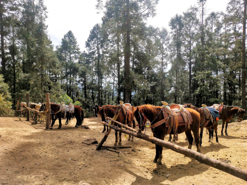 Horses lined up in the forest