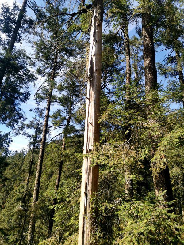 A tree stem cracked open