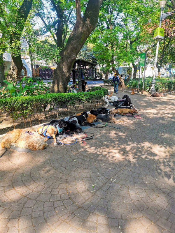 A line of dogs in Parque Mexico - a reason why to visit Mexico City