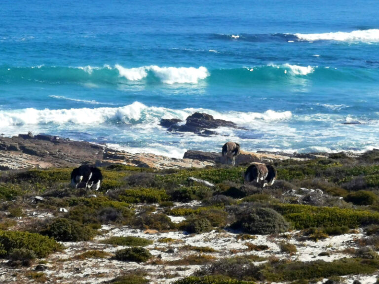 How to Get to Cape Point + What to Do There (2026)