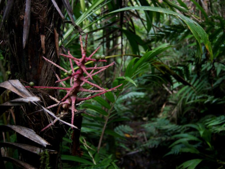 A red spikey plant on the Mount Saint Catherine Hike