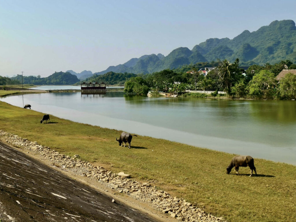 Some cows grazing on grass next to a lake with palm trees and beautiful mountains in the background on a clear blue sunny day
