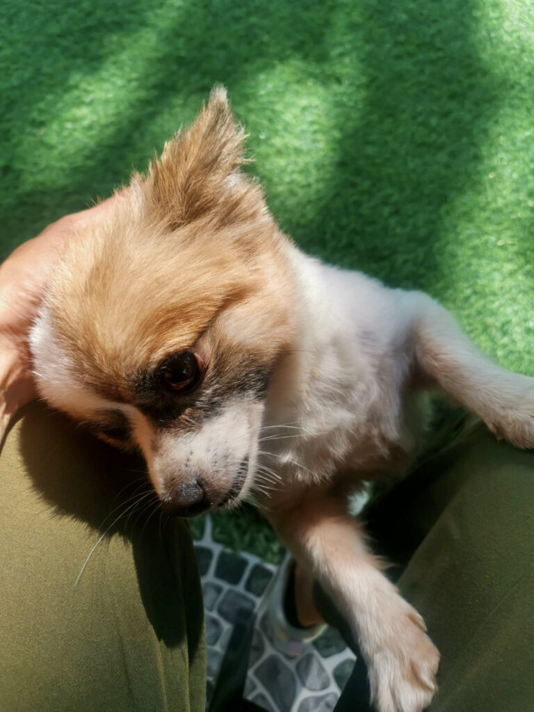 A small, long-haired chihuahua with brown and white fur sitting on a person's lap in the sun.