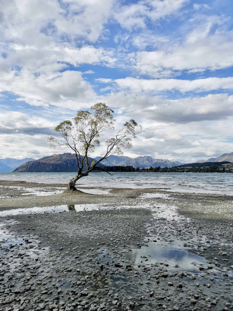 The famous Wanaka Tree stands alone in the water near the shore of Lake Wanaka, with a rocky beach and mountains in the background.