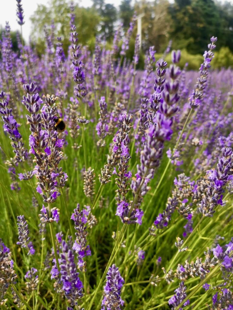 Close-up of blooming purple lavender with a bee at Wanaka Lavender Farm, a relaxing stop on a South Island New Zealand campervan itinerary.