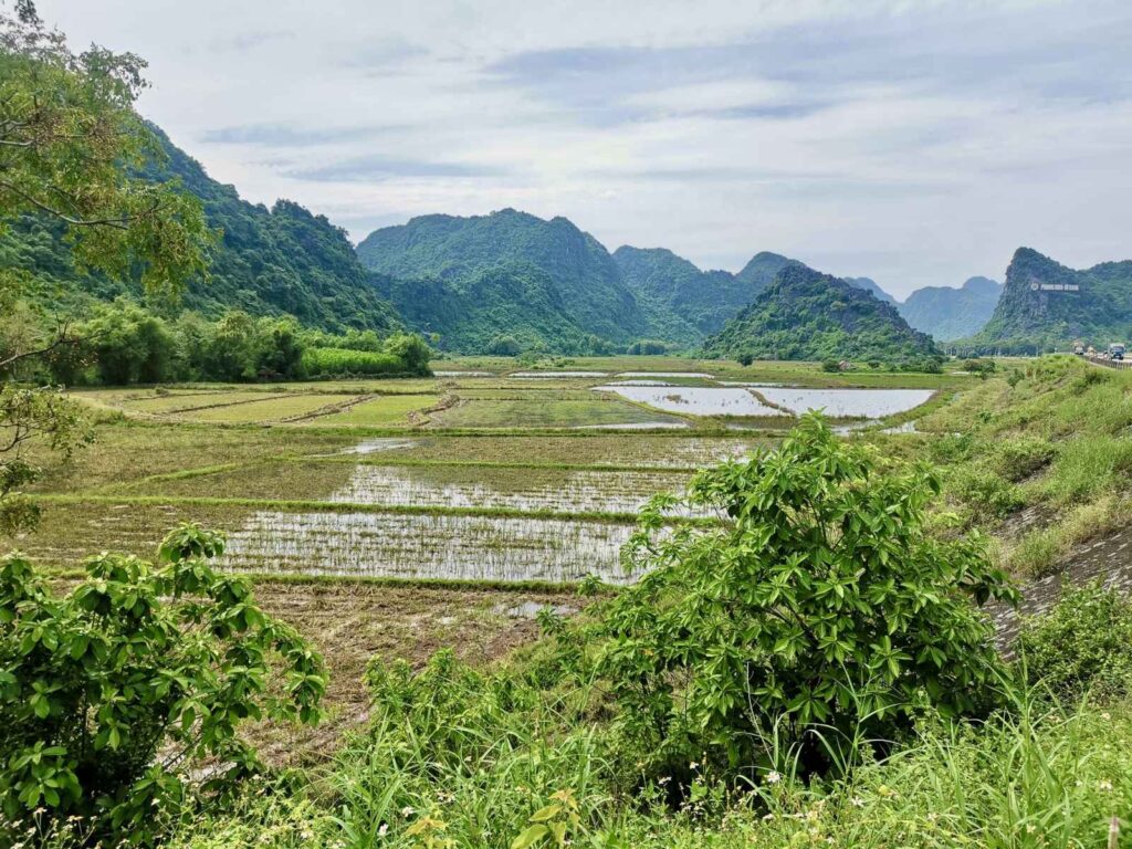 A wide landscape view of flooded green rice paddies stretching toward dramatic limestone karst mountains under a cloudy sky in the Phong Nha countryside, Vietnam.