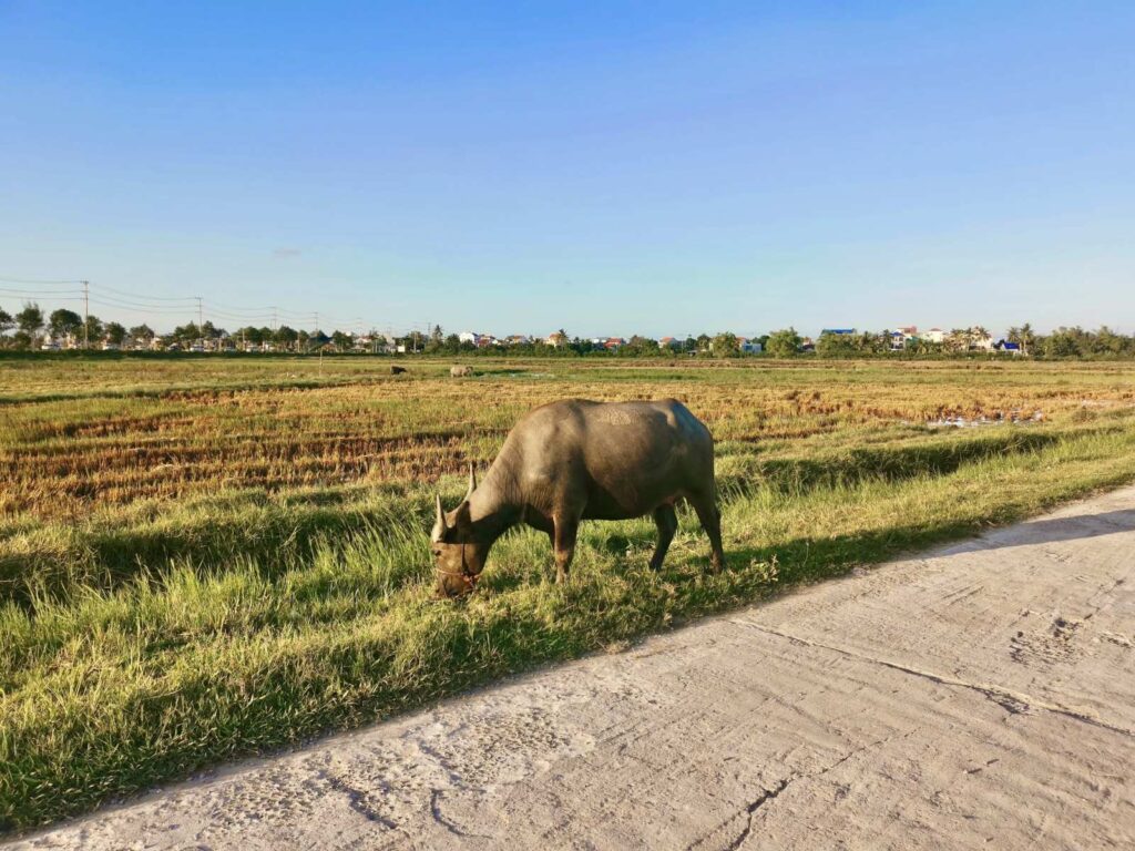 Water buffalo grazing beside a quiet road in the countryside outside Hoi An with rice fields stretching into the distance. This scene shows the rural lifestyle and open space you can expect when staying outside the center of Hoi An as a digital nomad.