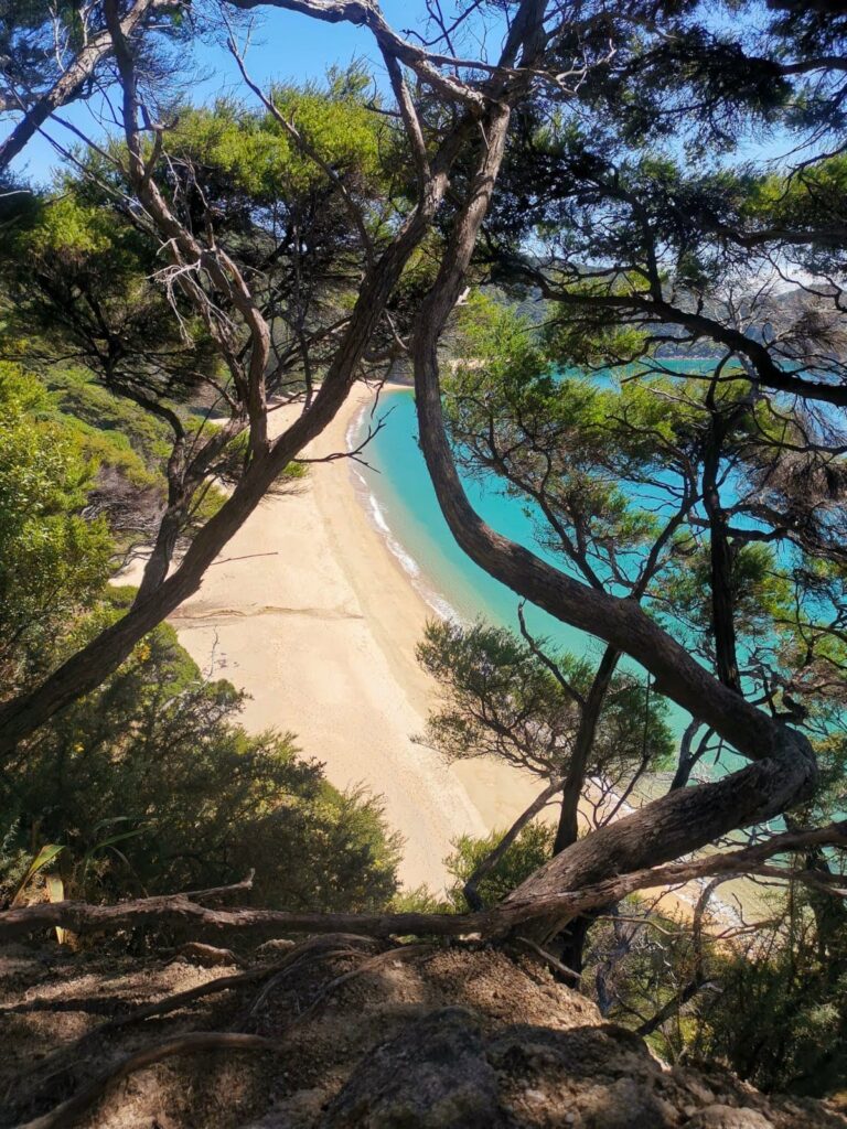 A high-angle view looking through twisted tree branches down onto a pristine golden sand beach and turquoise water along the Abel Tasman Coast Track.
