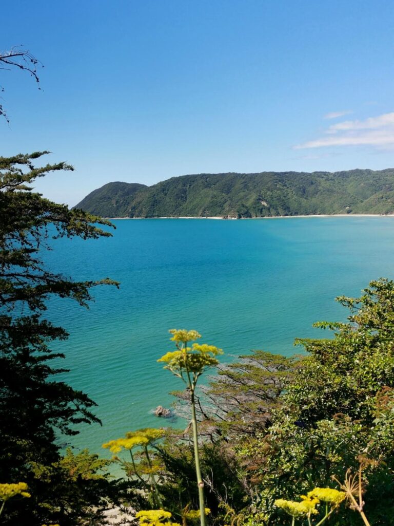 A stunning view of a calm, turquoise bay in Abel Tasman National Park framed by green trees and yellow wildflowers, with a lush, forested headland in the background under a clear blue sky.