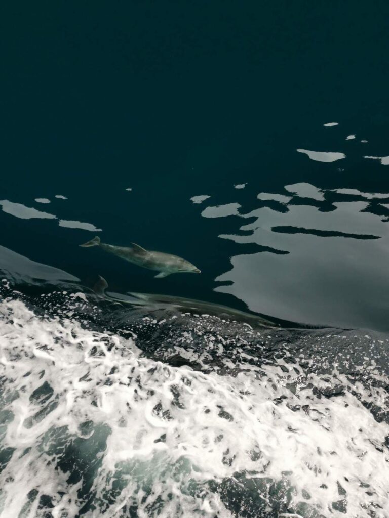 Two dolphins swimming in the dark, wake-filled water next to a boat during a cruise in Milford Sound.