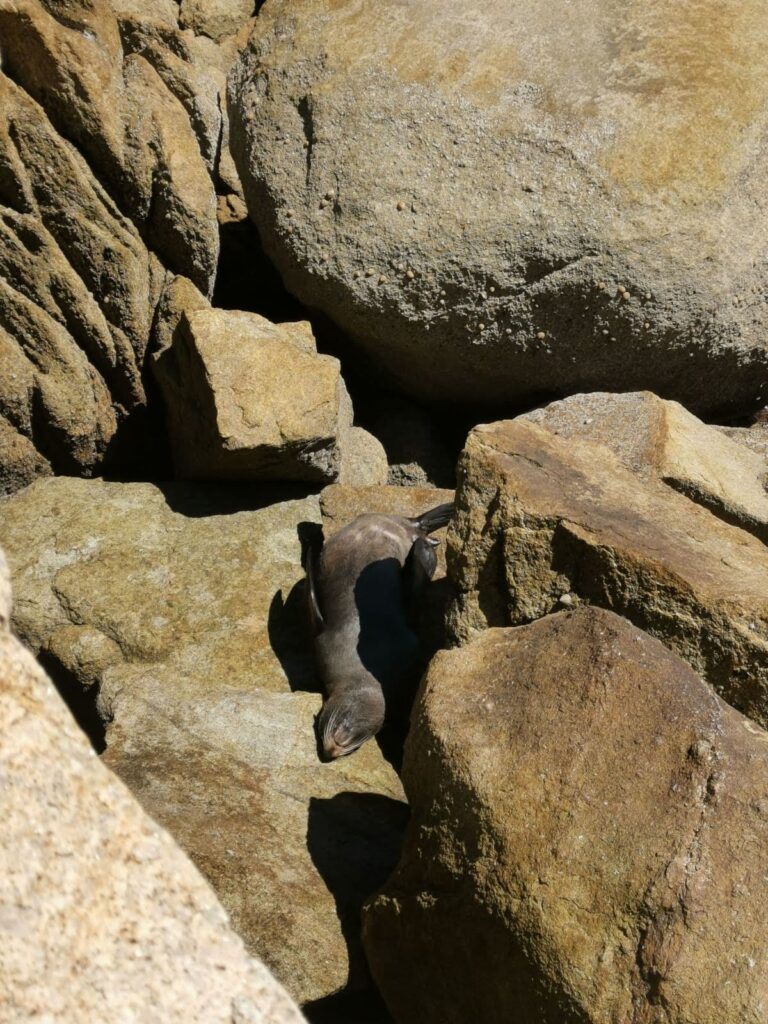 A New Zealand fur seal rests peacefully amongst large, sun-warmed granite boulders at Separation Point.