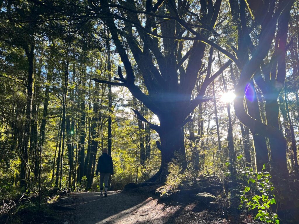 Katharina walking on a shaded forest path close to the Blue Pools toward a massive, ancient tree with bright sunlight flaring through the branches.