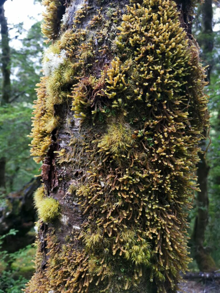 A close-up shot of a thick tree trunk completely covered in vibrant green and golden moss in the temperate rainforest of Haast Pass.