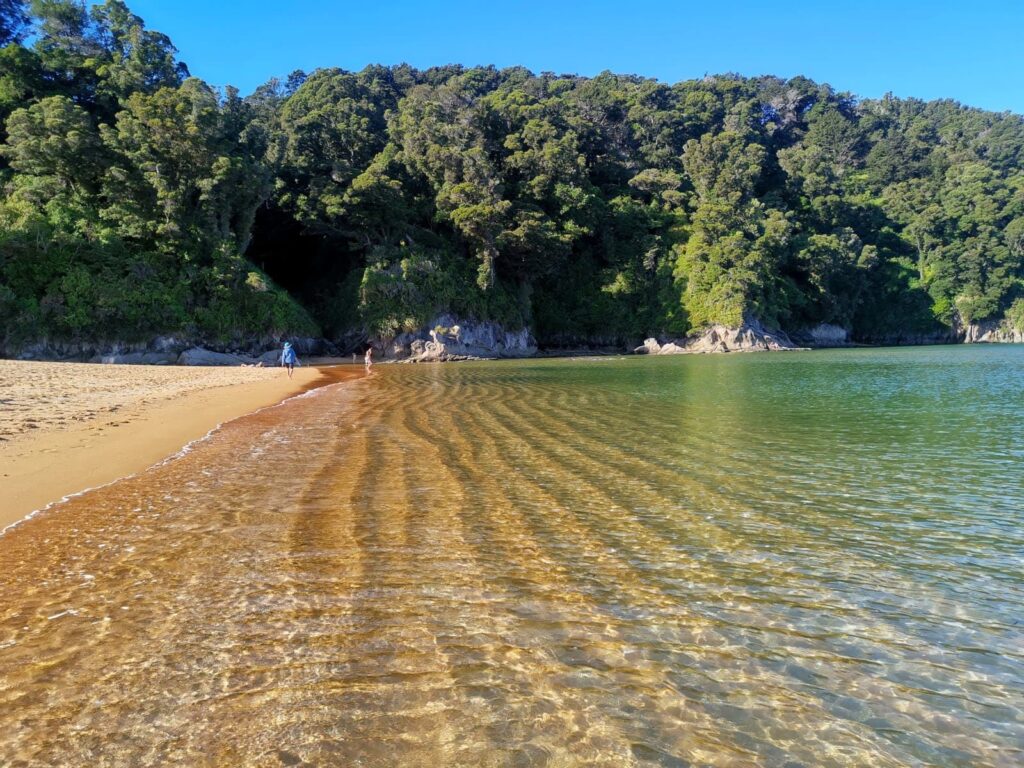 People in the distance walking over the orange-golden sands of Totaranui Beach next to clear shallow water with visible sand ripples and a backdrop of dense native forest under a bright blue sky.