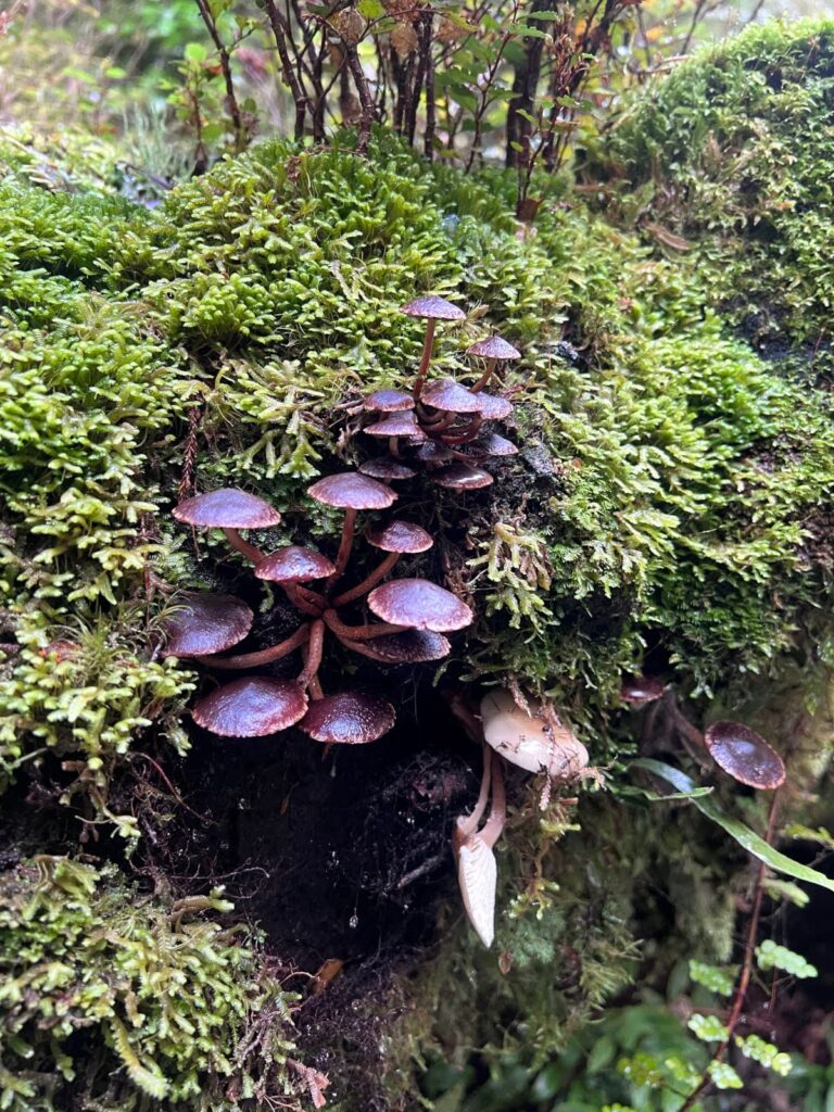 Small brown mushrooms growing out of a lush, bright green mossy log in a New Zealand forest on the Haast Pass.