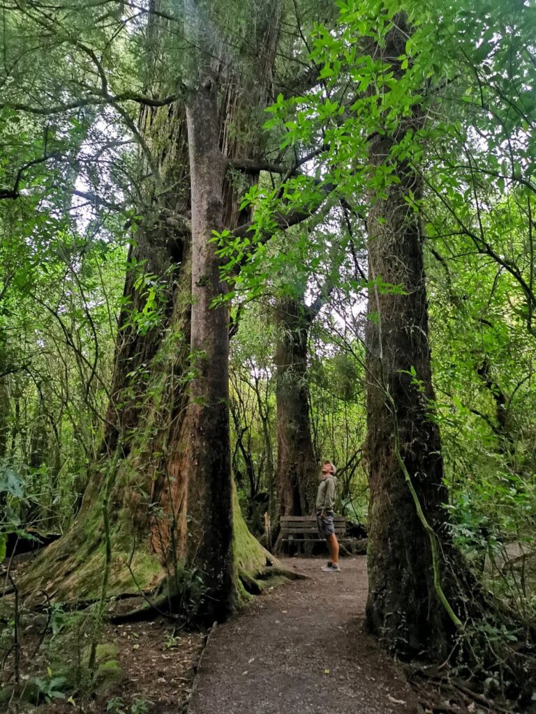 Allan stands on a forest path, looking up in awe at the towering canopy of giant Totara trees in Peel Forest Park.