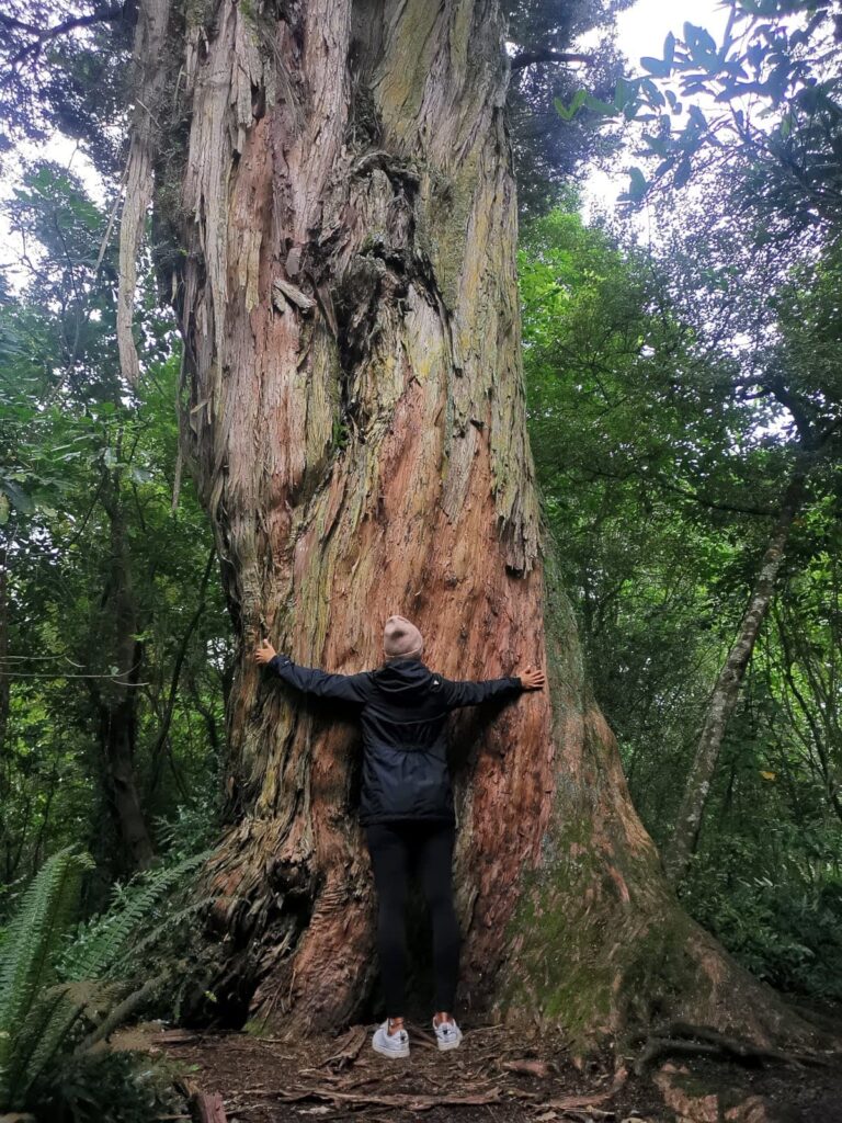 Katharina stands with arms outstretched, hugging the massive, textured trunk of an ancient Totara tree in the lush Peel Forest.