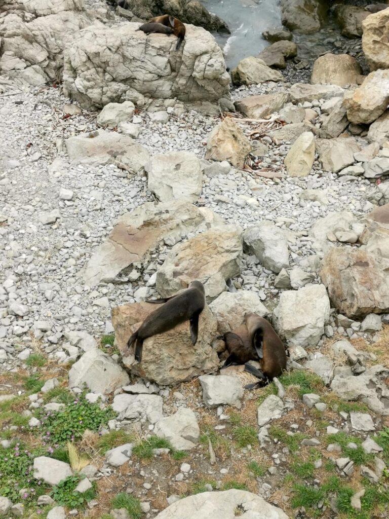 Several New Zealand dark brown fur seals and their pups resting on large grey rocks and a pebble-covered area at the Ohau Point Seal Colony.